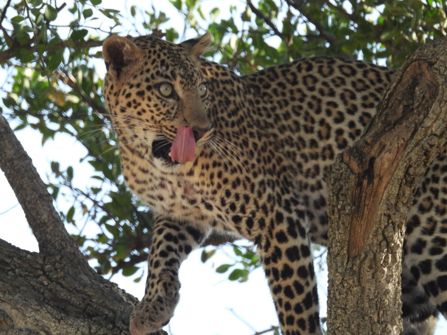 Leopard - Kenya & Tanzania - M. McFadden