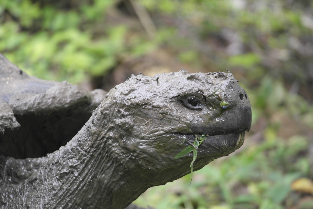 Galapagos Islands - P. White