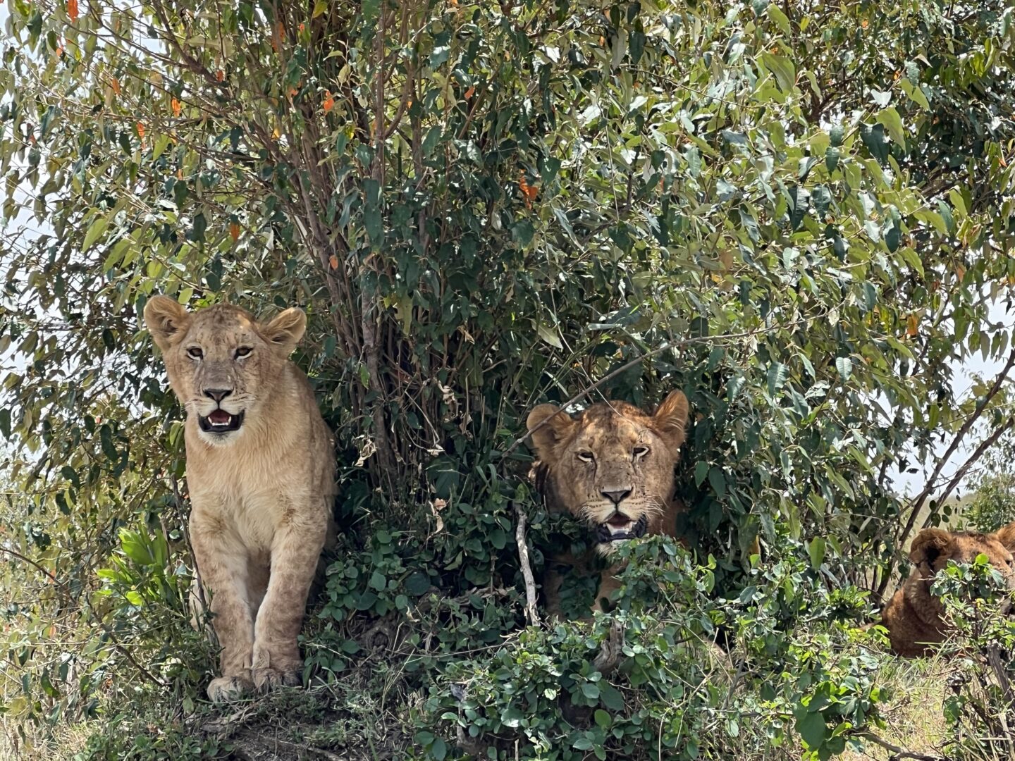 Kenya, Tanzania, Rwanda - Hutkin