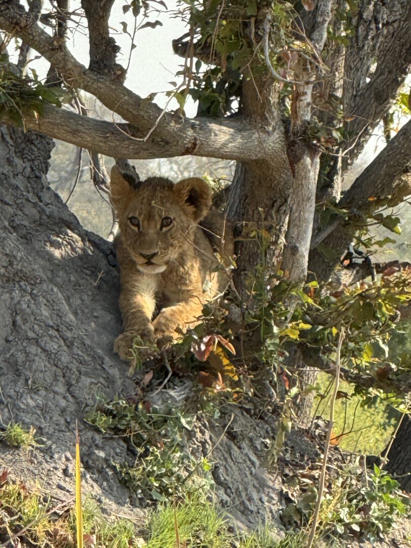 Botswana, South Africa, Zimbabwe - M. Canon