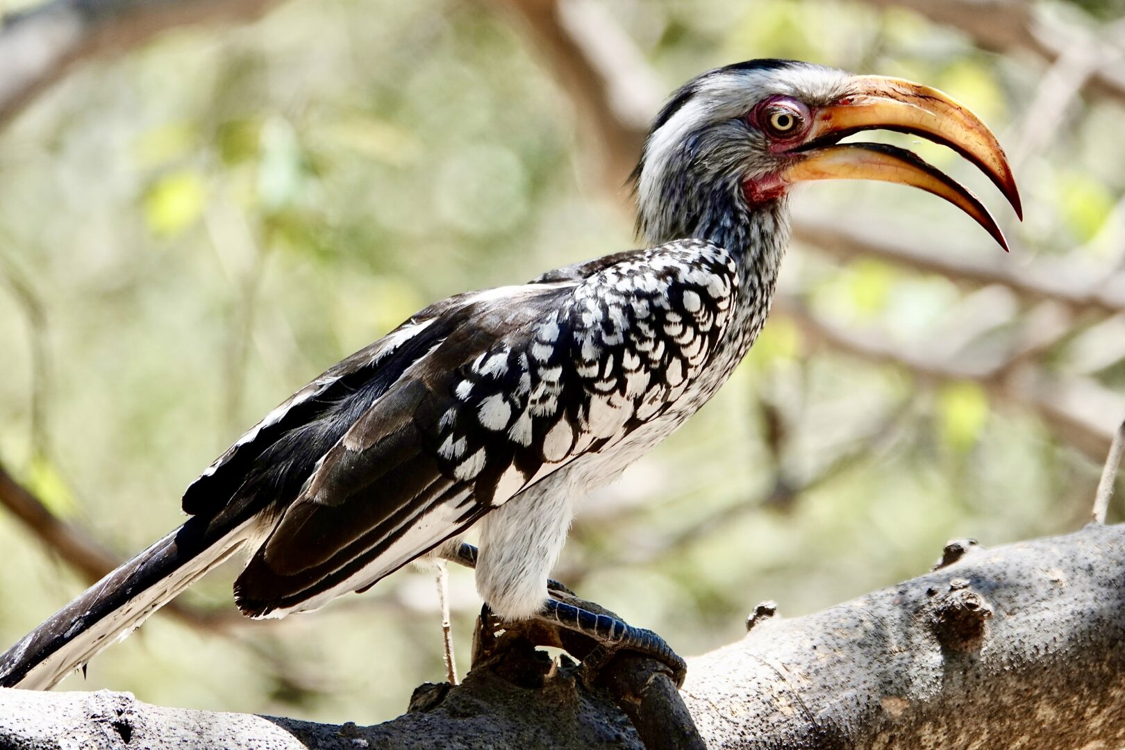 Botswana, South Africa, Zimbabwe -N. Kostka