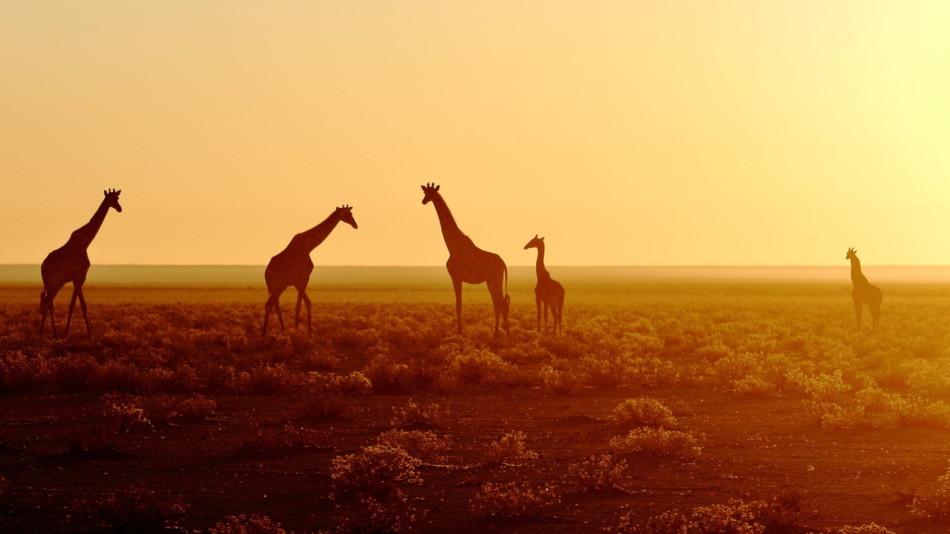 Giraffes at sunrise in Etosha National Park, Namibia