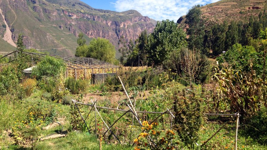 Manu Wildlife Center_Andean farmstead