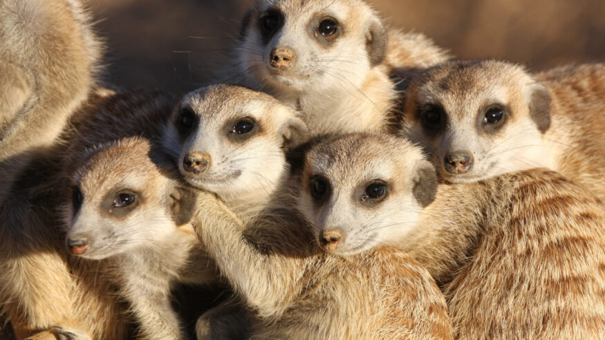 close-up of a group of meerkats (suricates) at late afternoon in the Kalahari, Namibia