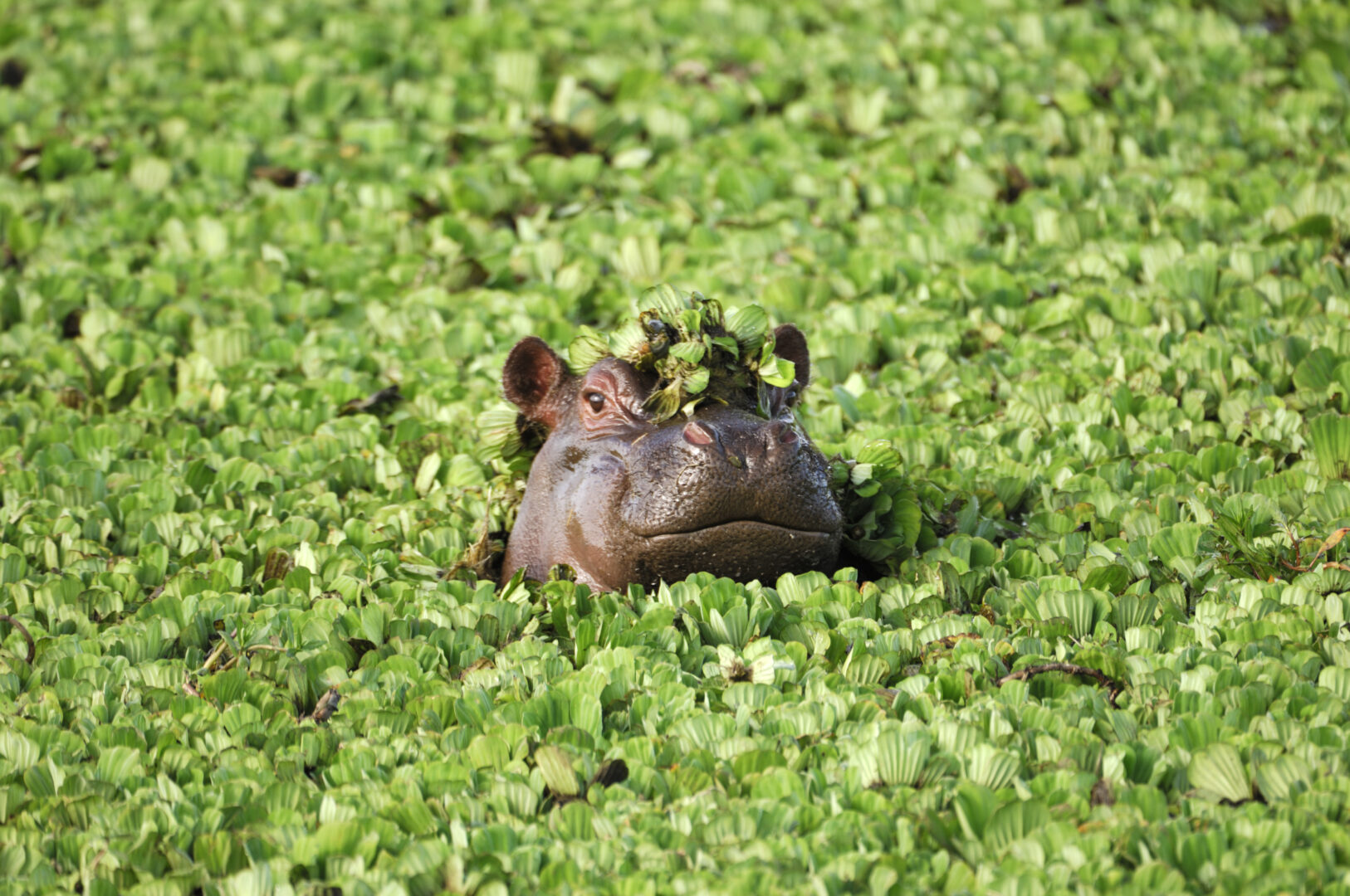 Botswana Okavango Hippo