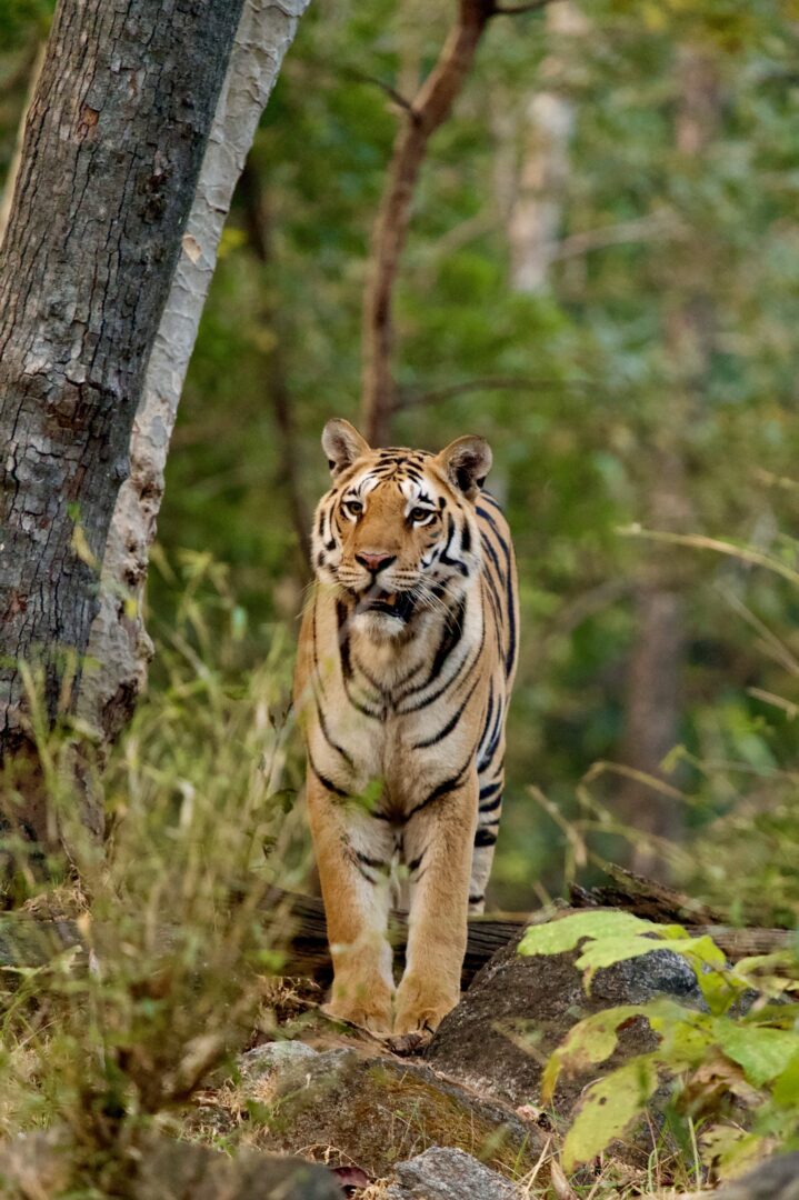 Tiger India R. Greenspan
