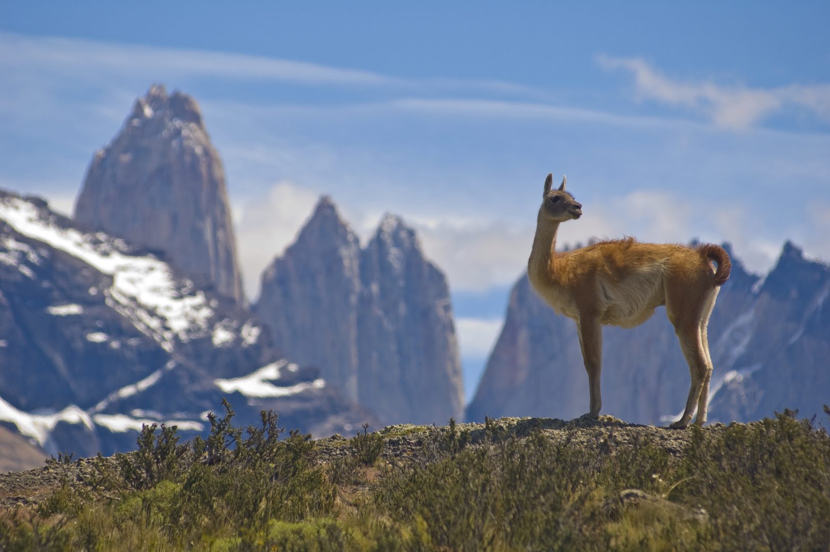 Guanaco in Torres del Paine