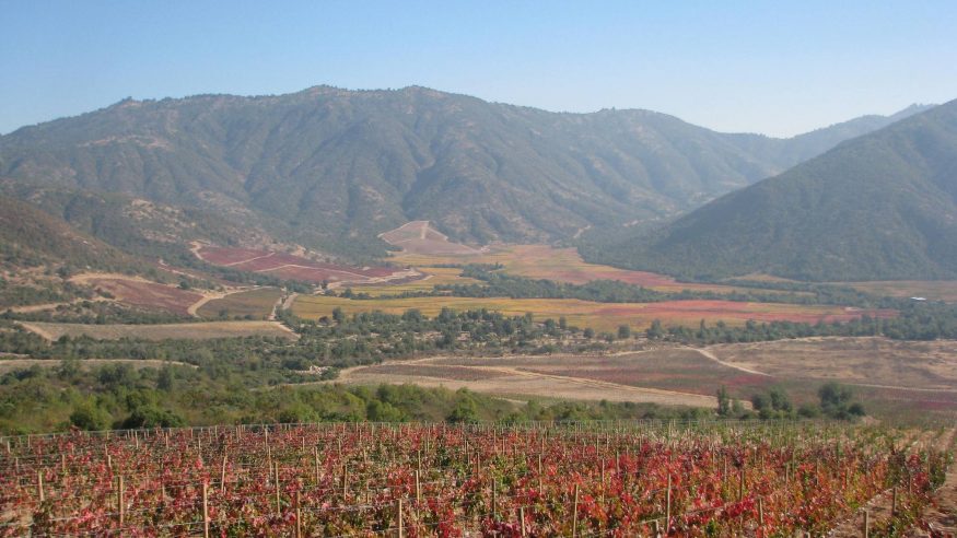 Vina Vik_Vineyard at VIK (Photo courtesy of Vina Vik)