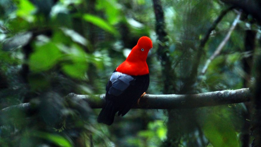 Cock of the Rock bird