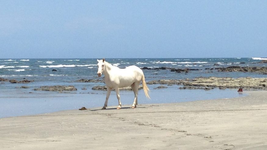 Costa Rica - Manuel Antonio Horse on Beach