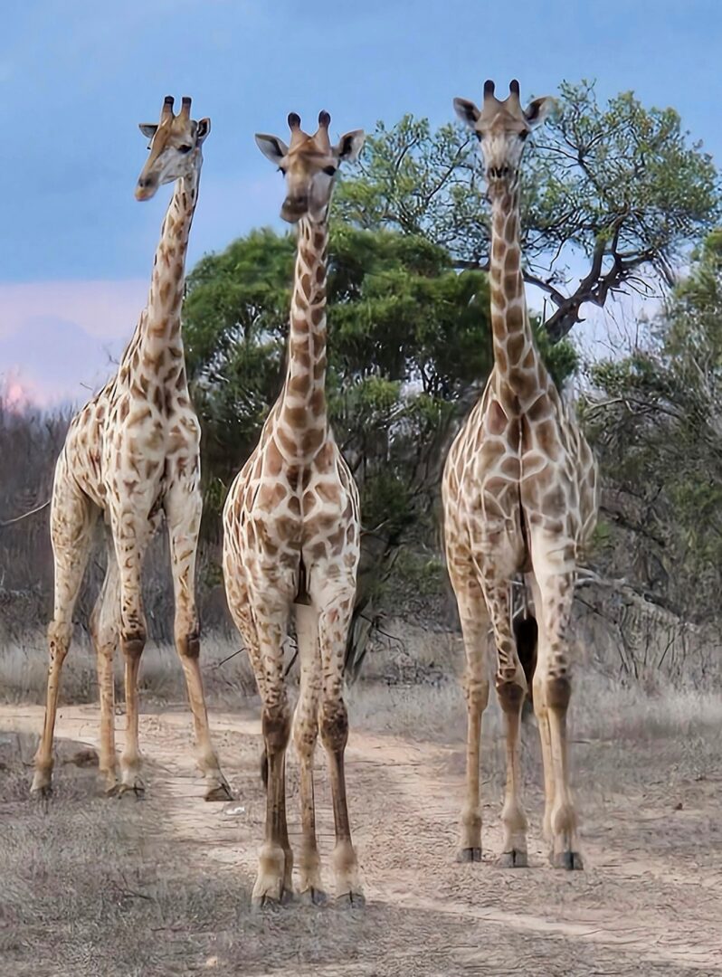 Giraffe Botswana, South Africa, Zimbabwe - D. Lock
