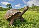 Galapagos tortoise enjoying some grass