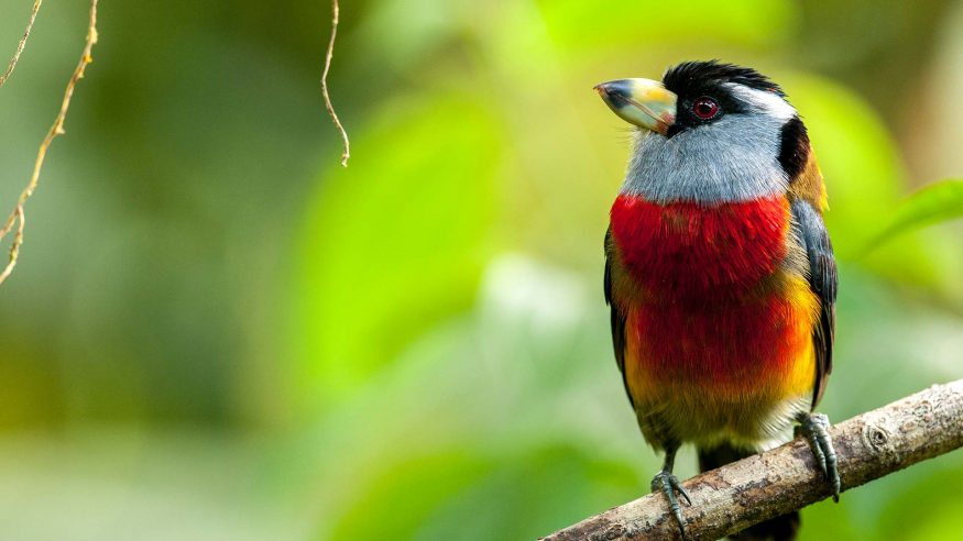 Mashpi Lodge Wildlife