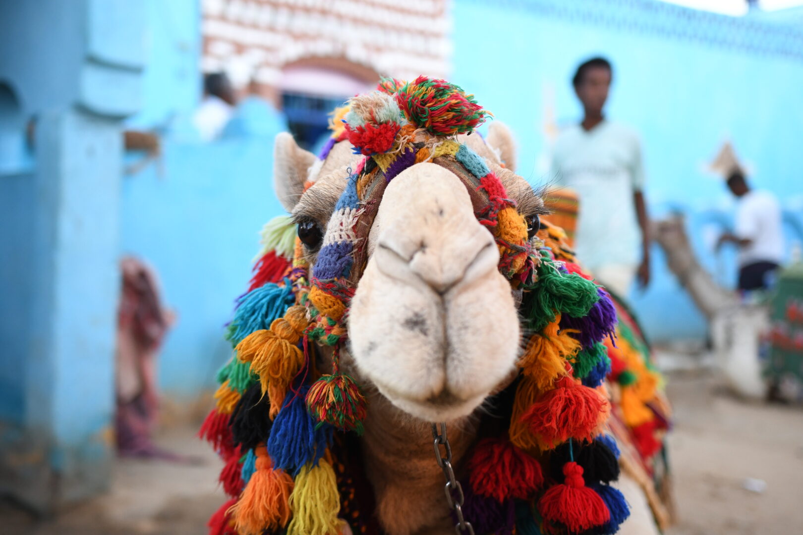 Egypt_Camel_Close up