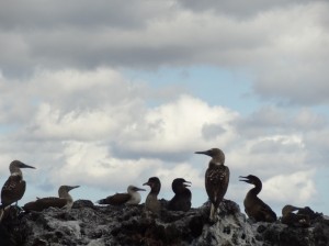 Flightless Cormorants