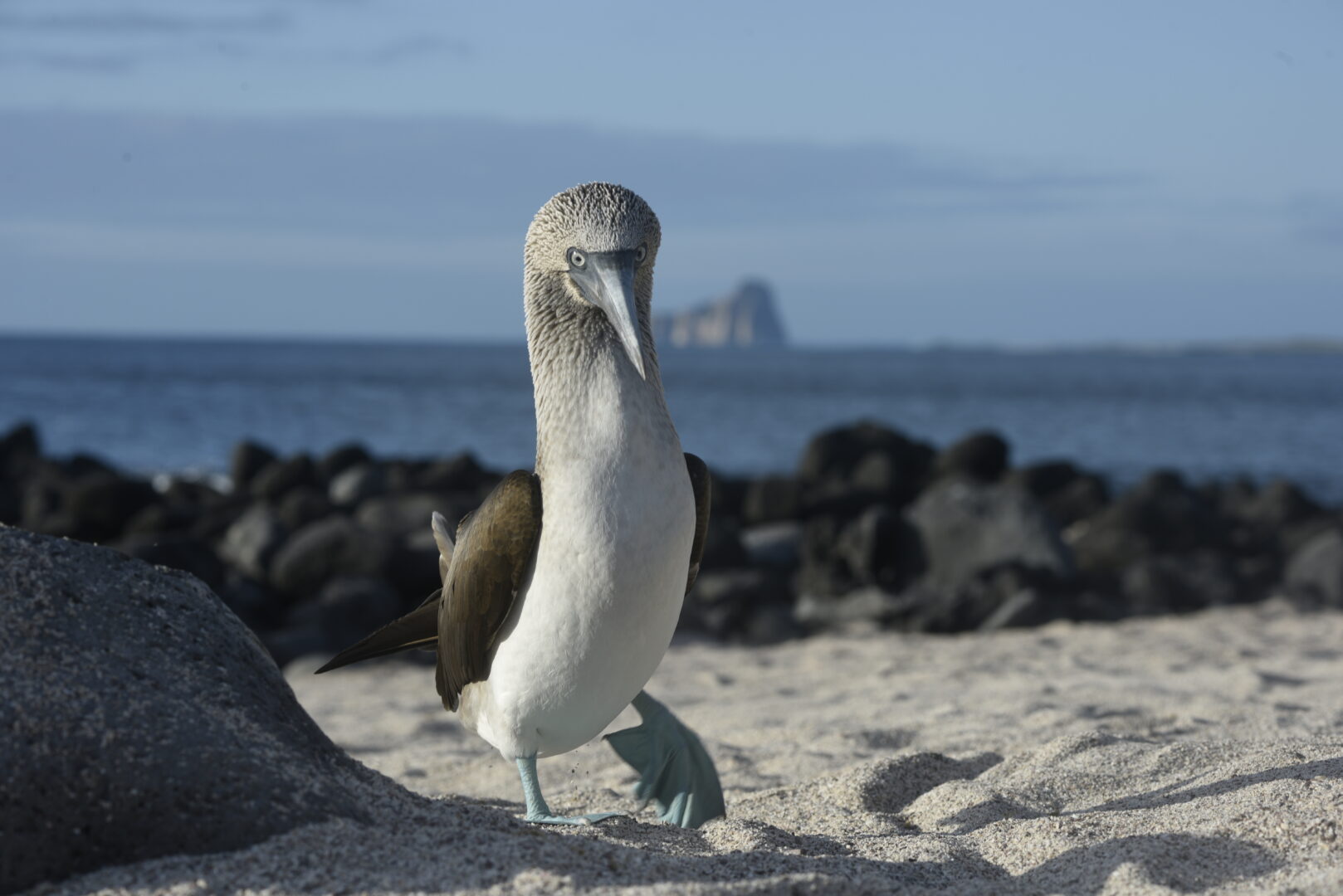 Blue footed booby in the Galapagos