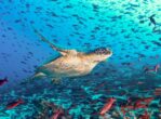 See amazing wildlife, like this sea turtle, on your Galapagos Islands cruise