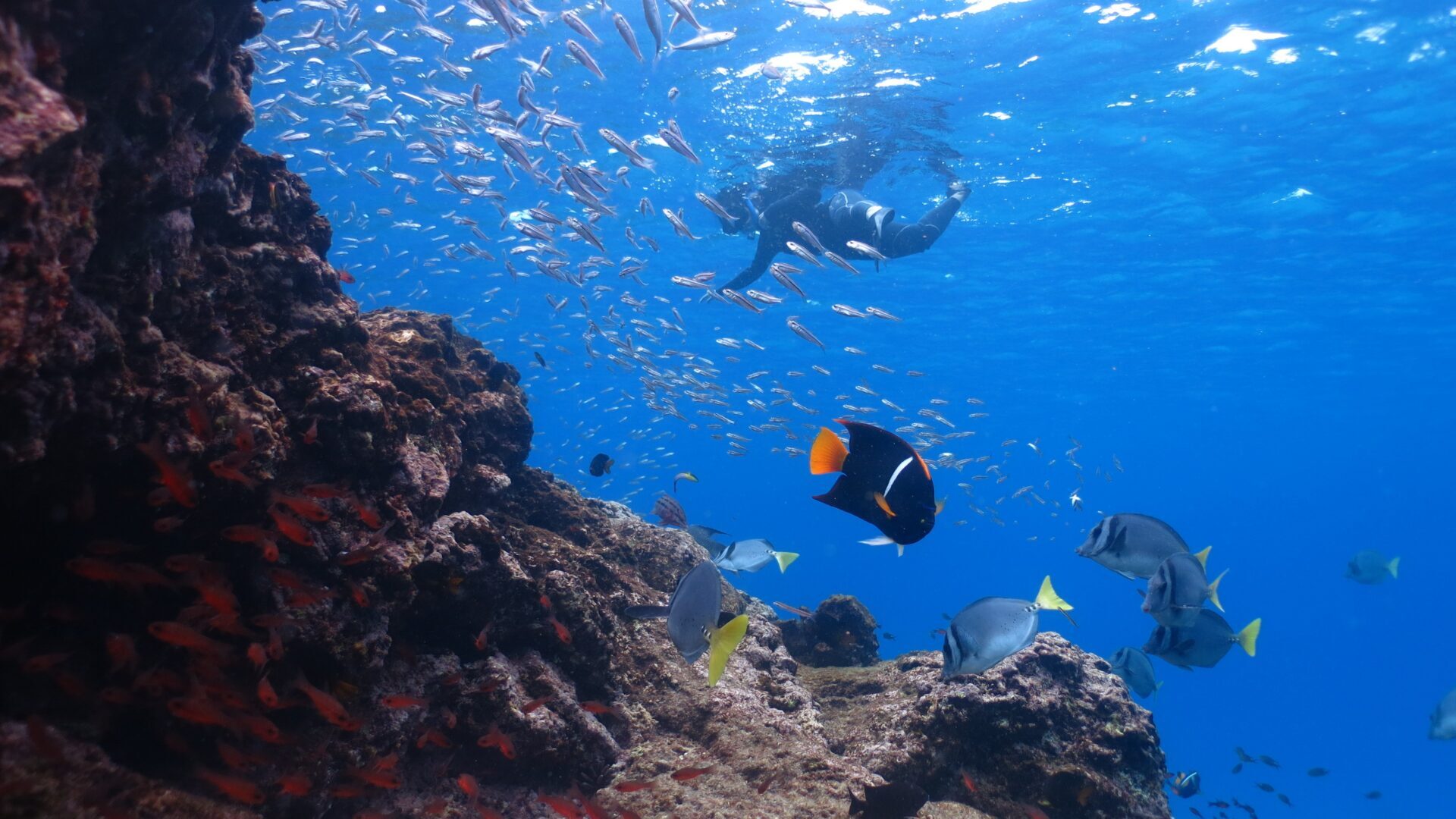 Snorkeling in the Galapagos