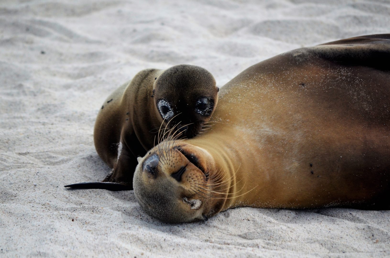 Galapagos, Highlands & Haciendas