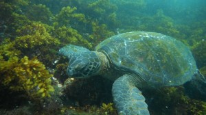 Green Sea Turtle, Galapagos Islands, Ecuador