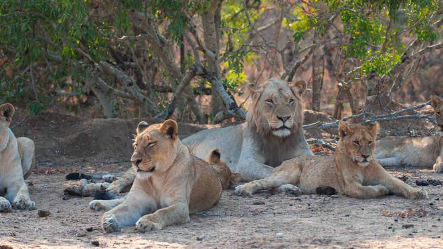 Members of a pride of Lions seen on a safari in Kruger National Park, South Africa