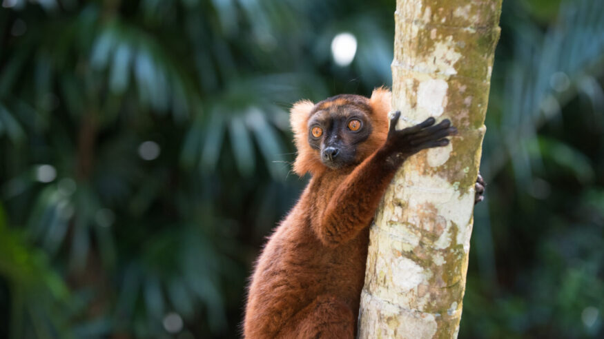 Brown Lemur of Madagascar