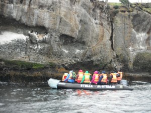 Magellanic Cormorants perched on cliff face