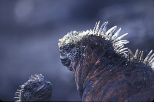 Marine Iguanas, Galapagos Islands, Ecuador