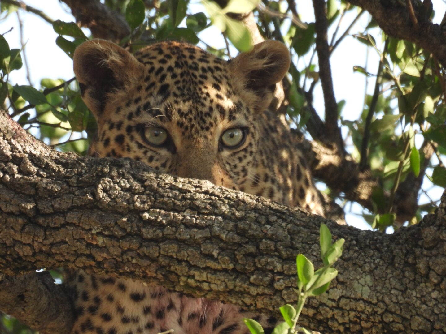 Leopard - Kenya & Tanzania - M. McFadden