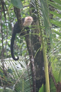 Monkey, Osa Peninsula, Costa Rica