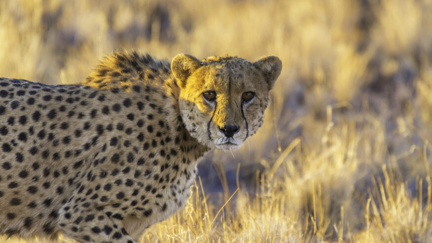 Cheetah in the Etosha National Park, Namibia's greatest wildlife reserve