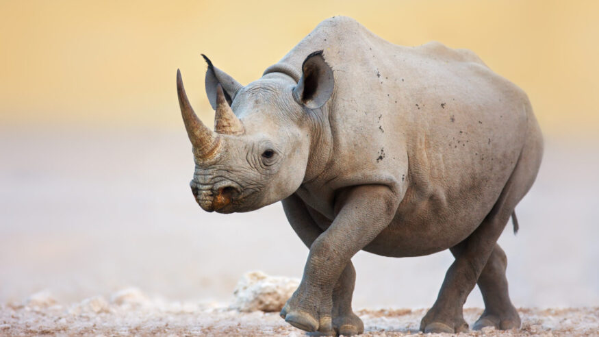 Black Rhinoceros walking on salty plains of Etosha