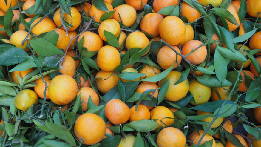 Morocco Clementines