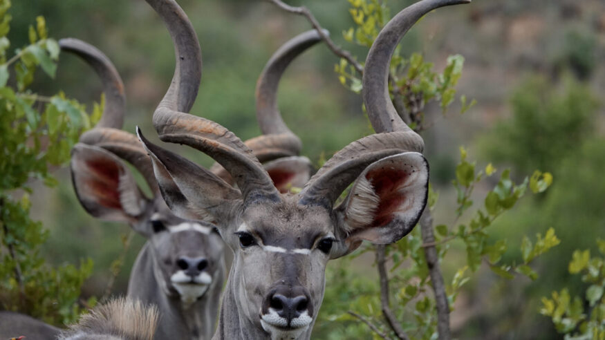 Kudus are Madikwe Game Reserve