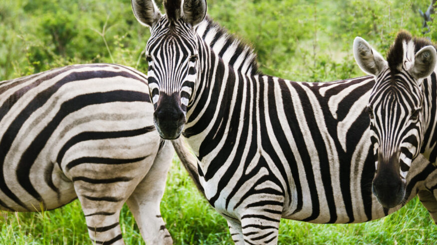 Wild animals, safari in South africa.