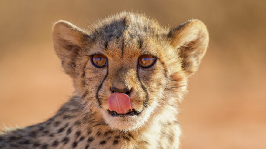 Eye-level with a cheetah cub in South Africa's Tswalu Game Reserve.