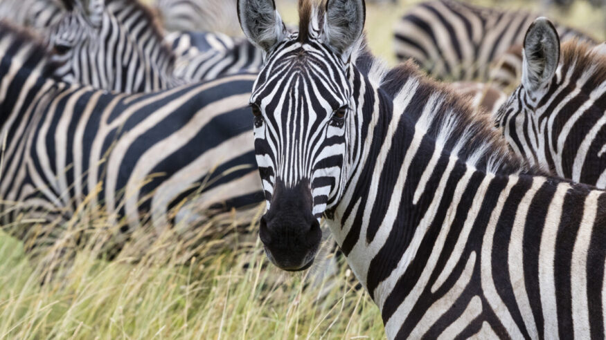Close-up of Zebra looking at camera. Serengeti national park.