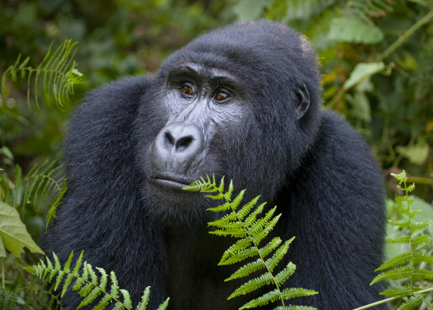 Kenya Safari & Gorilla Trekking Extension in Uganda