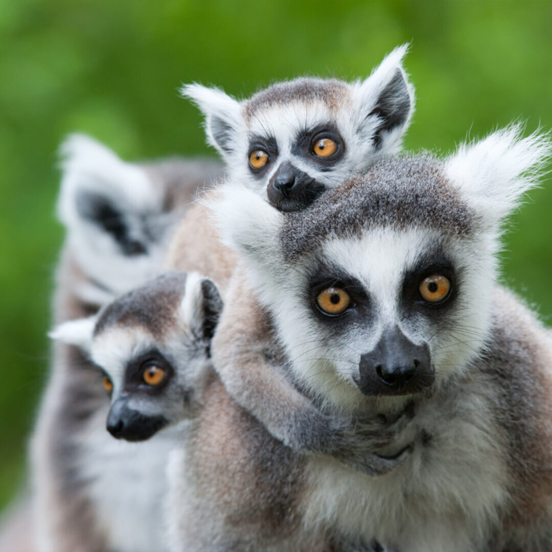 custom vacations to Madagascar