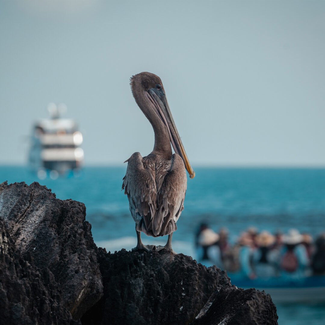Galapagos Pelican with Boat in background: luxury Galapagos itineraries