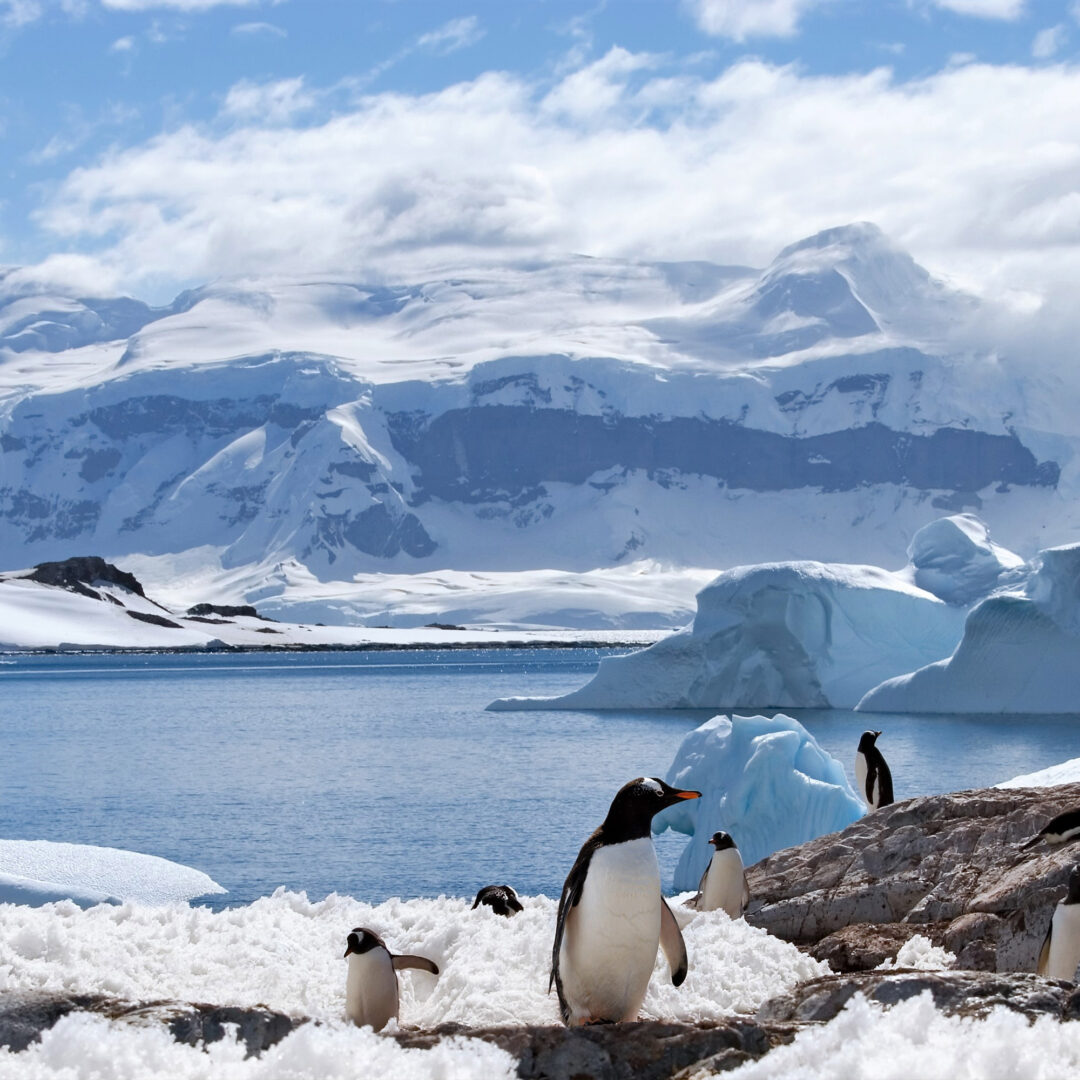 Antarctica Penguins with Snow and Icebergs: tailor made polar trips