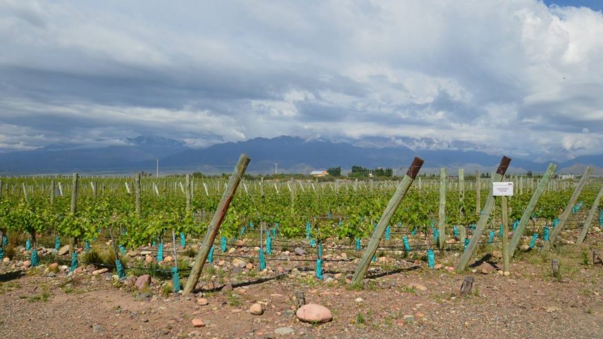 Vineyards in Mendoza, Argentina