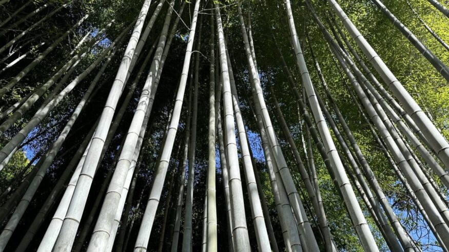 Arashiyama bamboo 