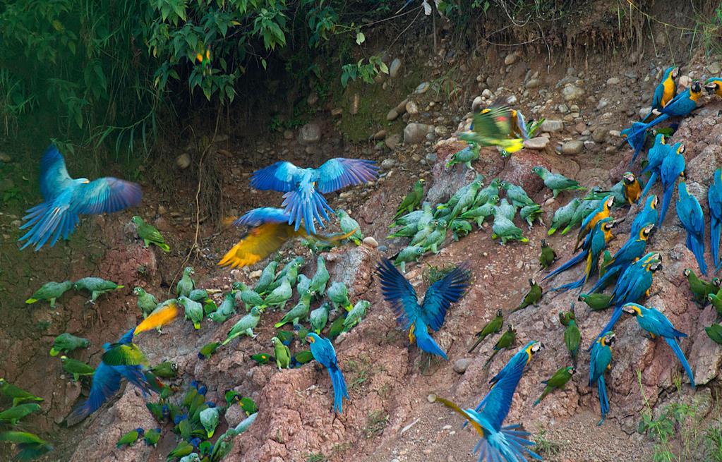 clay lick tambopata research center