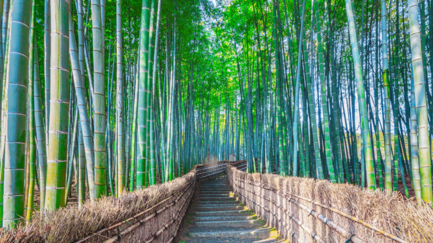 Arashiyama bamboo grove