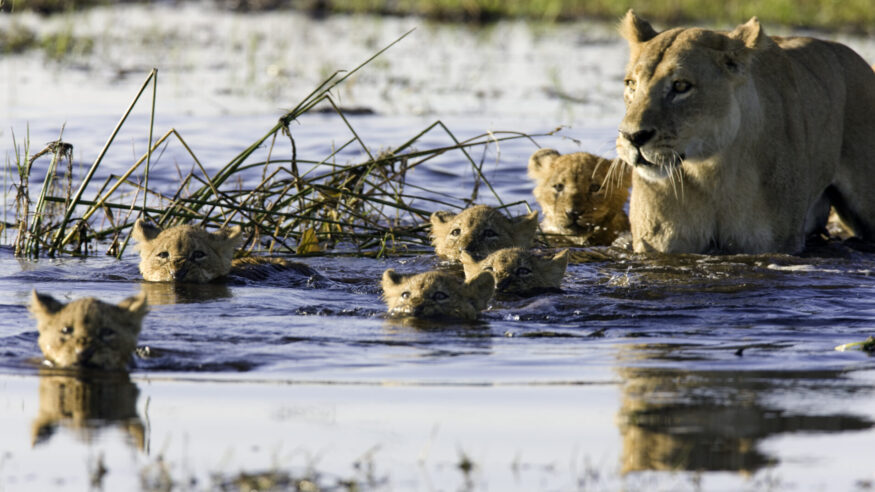 Taken in the Okavango, Botswana