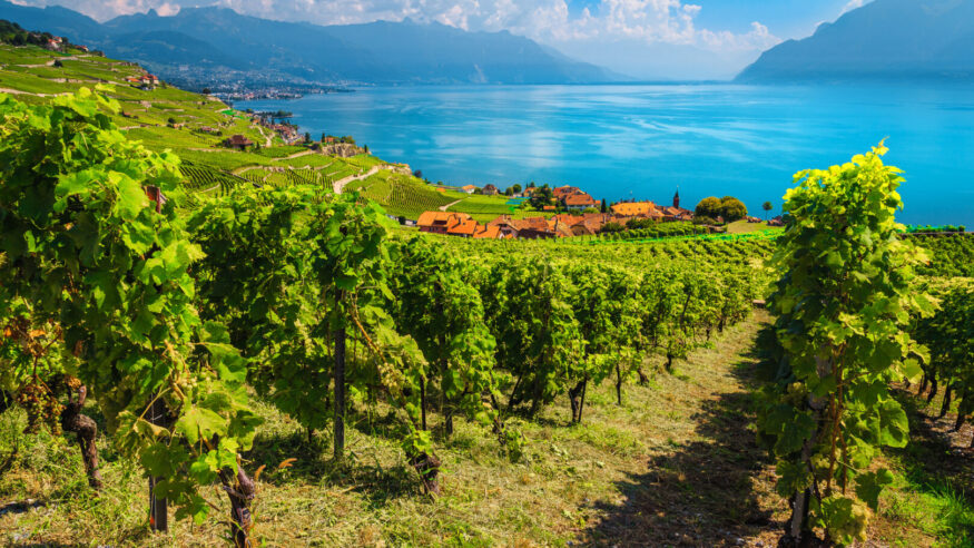 Amazing vine rows with Lake Geneva in background. Beautiful place with vineyards on the hills in Lavaux wine region, near Chexbres village, Rivaz, Canton of Vaud, Switzerland, Europe