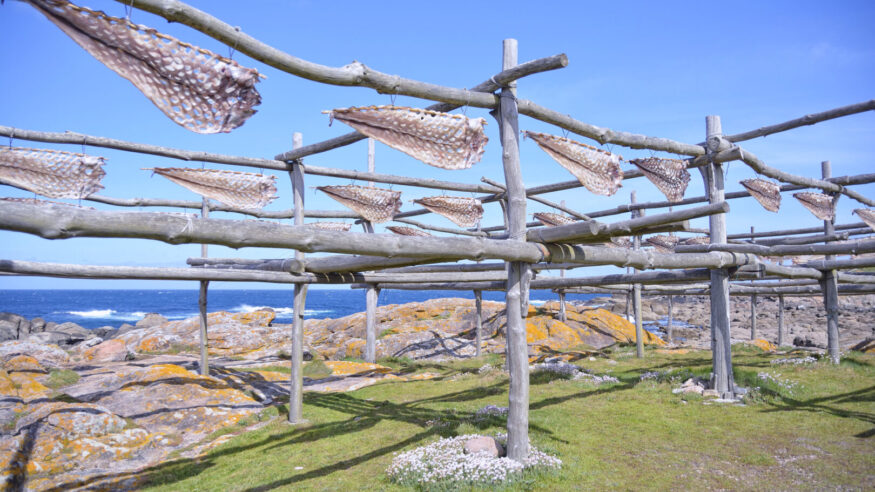 Conger eel dryer in Muxia, Galicia, Spain. This traditional way of processing the fish is still maintained by the existing demand in the eastern regions of Spain.