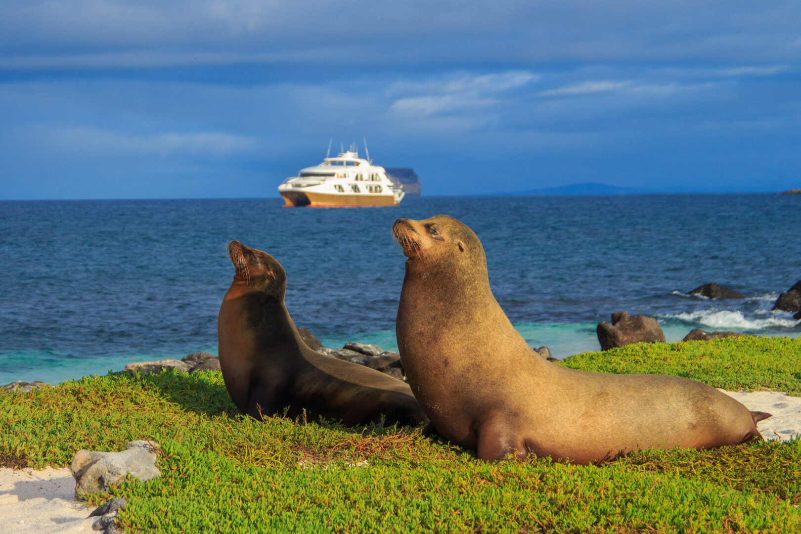 Galapagos yacht charter and sea lion
